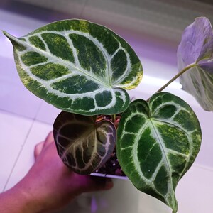 Anthurium Skg Silver - Etsy