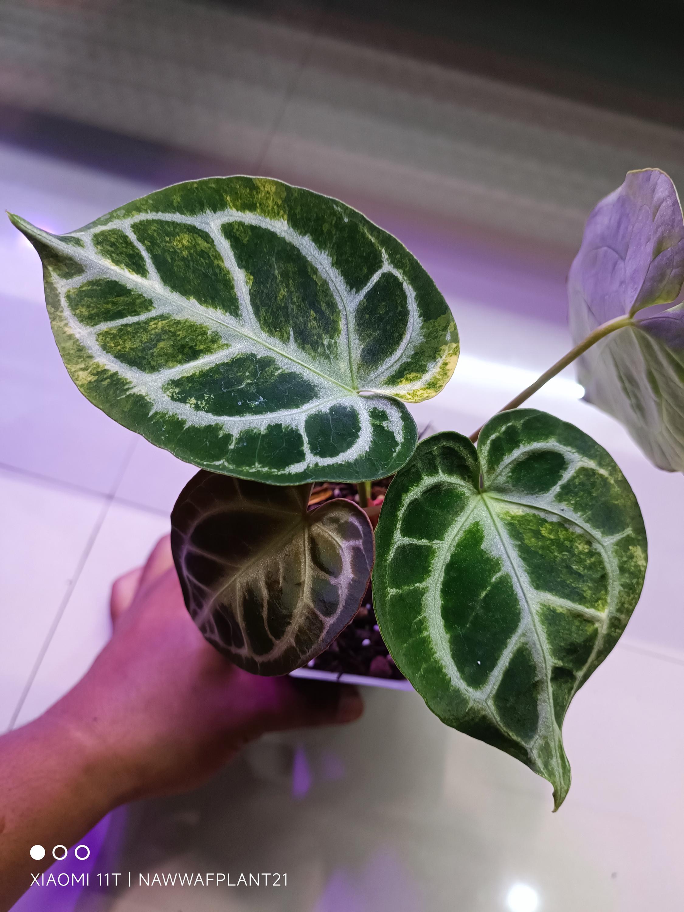 Anthurium Skg Silver - Etsy