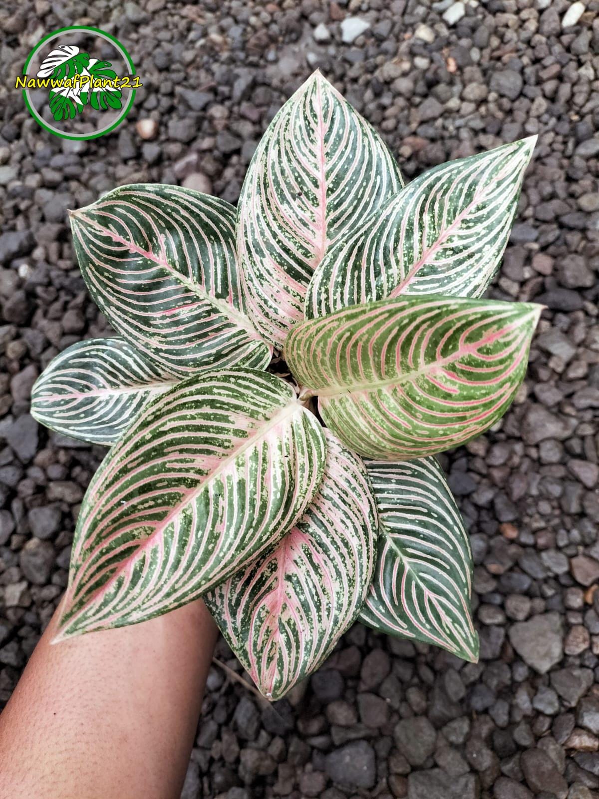 Aglaonema Golden Hope - Etsy