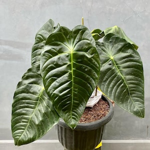 Anthurium Veitchii X Forgetii - Etsy
