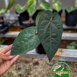 アンスリウム エース・オブ・スペード テズラ 実写 室内植物 NawwafPlant21