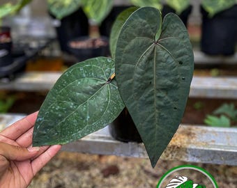 Anthurium Ace of Spades (tezula Dark Form) - Tissue Cultured