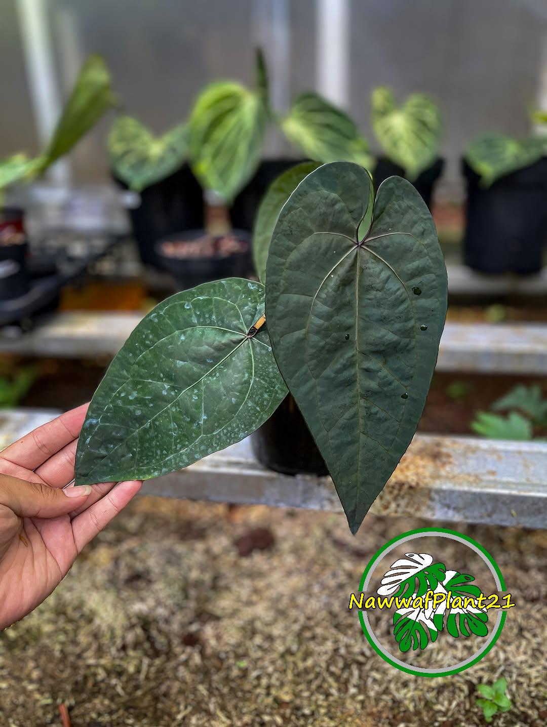 Anthurium Ace of Spades Tezula Real Picture Indoor Plant Nawwafplant21 -  Etsy