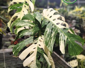 philodendron majestic kaufen Philodendron majestic