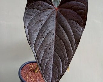 Anthurium Modeamum Actual Plant