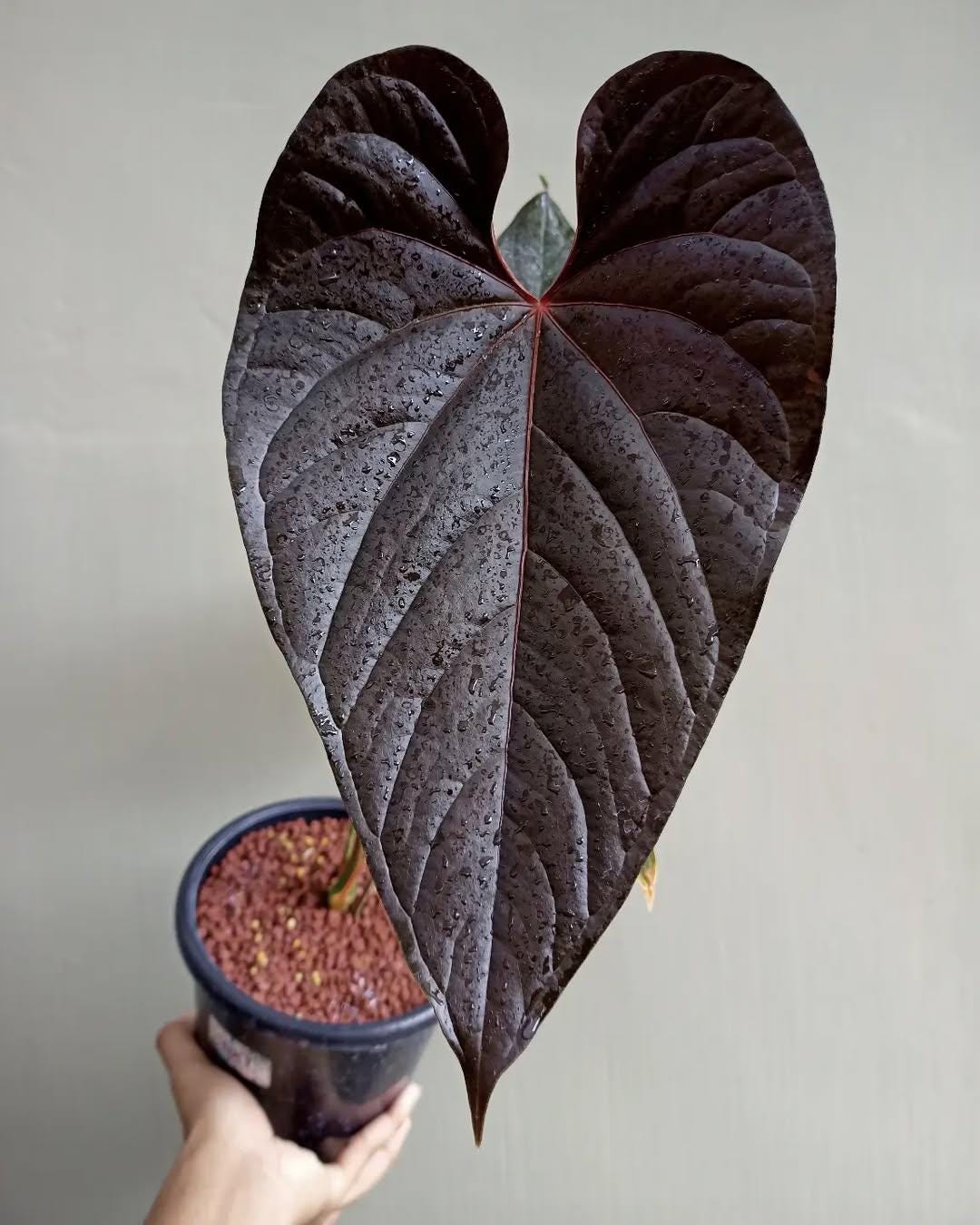 Anthurium moodeanum - Etsy 日本
