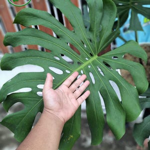 May include: A large, vibrant green Monstera plant leaf with distinctive fenestrations. The leaf is held near a person's hand, showcasing its size and texture. The image includes a logo in the upper left corner that says "NawwutPlant21".