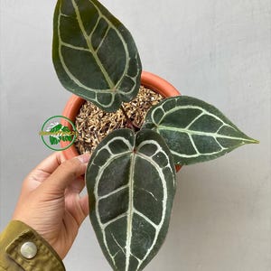 Könnte beinhalten: Anthurium crystallinum Pflanze in einem Terrakotta-Topf. Die dunkelgrünen Blätter weisen auffällige weiße Adern auf, die einen starken Kontrast bilden. Die Pflanze steht vor einem neutralen Hintergrund, der die komplizierten Blattmuster hervorhebt. Die Pflanze wird von einer Person gehalten.