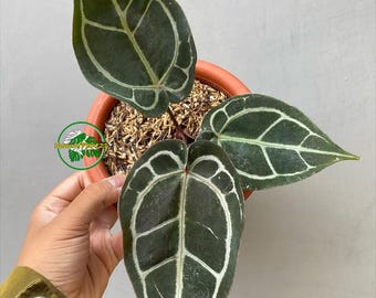 Anthurium Michelle Verklig bild