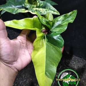 Plant Real Picture Thaumatophyllum Angela Variegated Size Large Lush Leaf Ship Worldwide