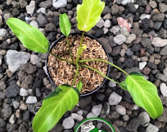 Philodendron Xanadu Variegated Free Phytosanitary Certificate Real Picture  Plant - Etsy Israel