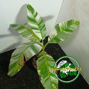 Banane Musa Aeae bunt