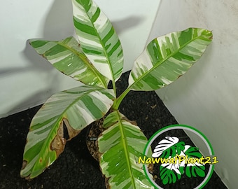 Banana Musa Aeae Variegated