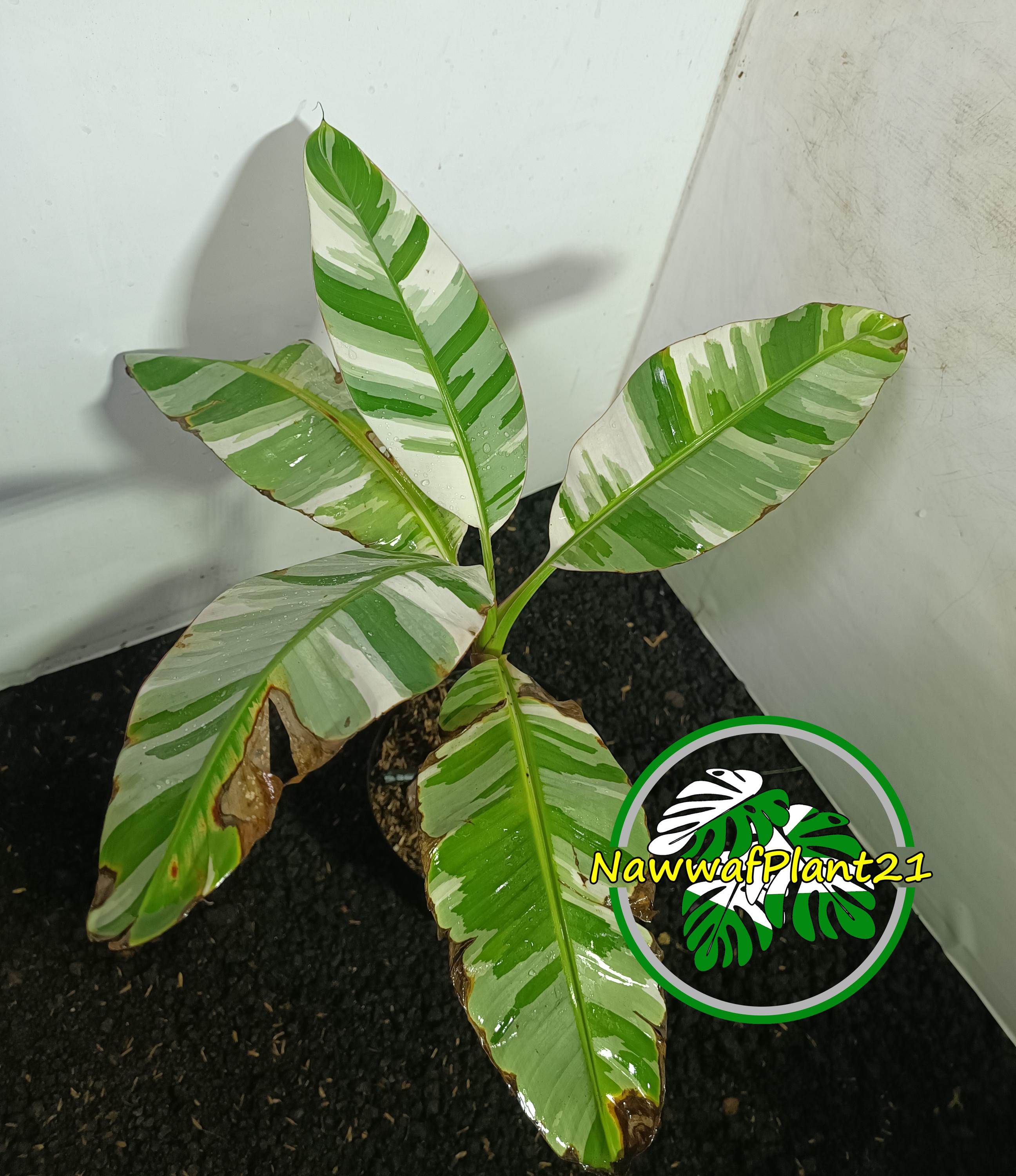 斑入りバナナ Musa aeae ムサアエアエ Musa floridaフロリダ Amazon｜斑入りバナナ ムサ アエアエ(Musa Aeae) 斑入りバナナ｜観葉