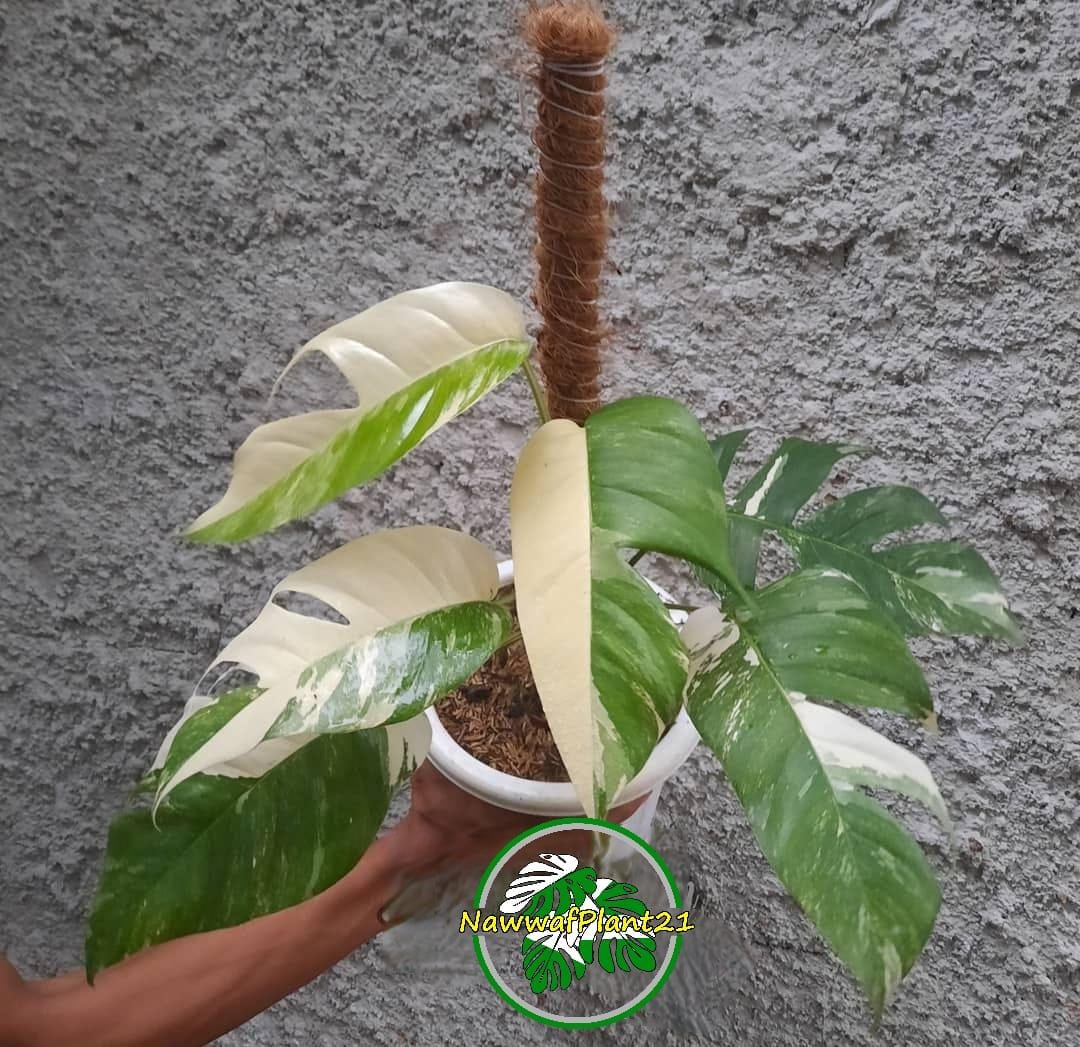 希少❗️斑入り❗️美斑❗️エピプレムナム　ギガンチューム　ギガンテウム✨ 希少❗️斑入り❗️美斑❗️エピプレムナム ギガンチューム