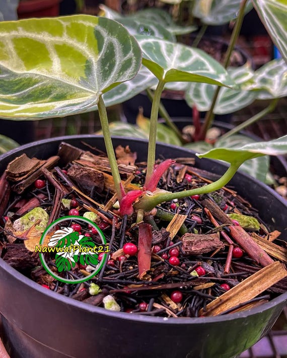 観葉植物 アンスリウム レッドタイガー