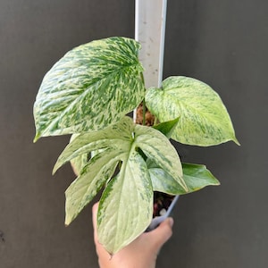 adansonii variegata aurea Monstera adansonii Aurea main image 0