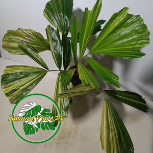 Variegated Licuala Grandis - Etsy