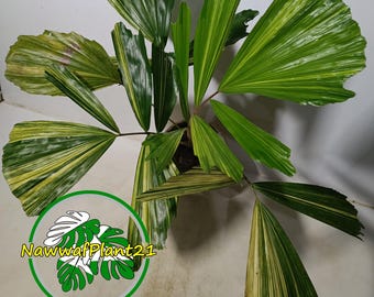 Plant Palm Caryota Mitis Variegated