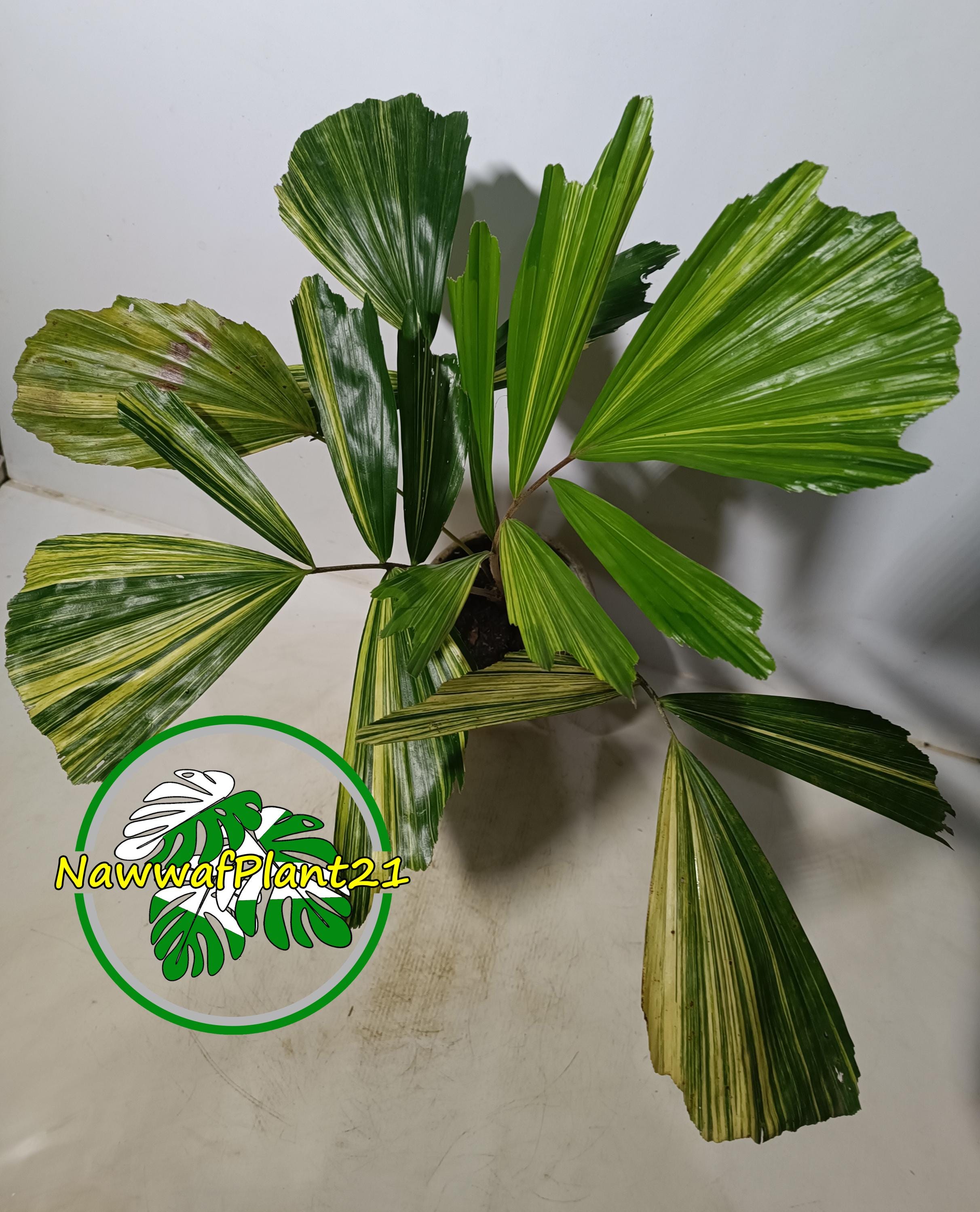 Caryota mitis　variegated Plant Palm Caryota Mitis Variegated - Etsy Canada