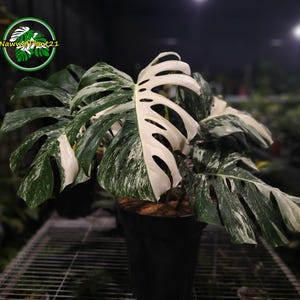 May include: A variegated Monstera plant with large, split leaves. The leaves display a striking pattern of dark green and white variegation. The plant is potted in a black container, showcasing its lush foliage. The logo "NawwutPlant21" is in the upper left corner.