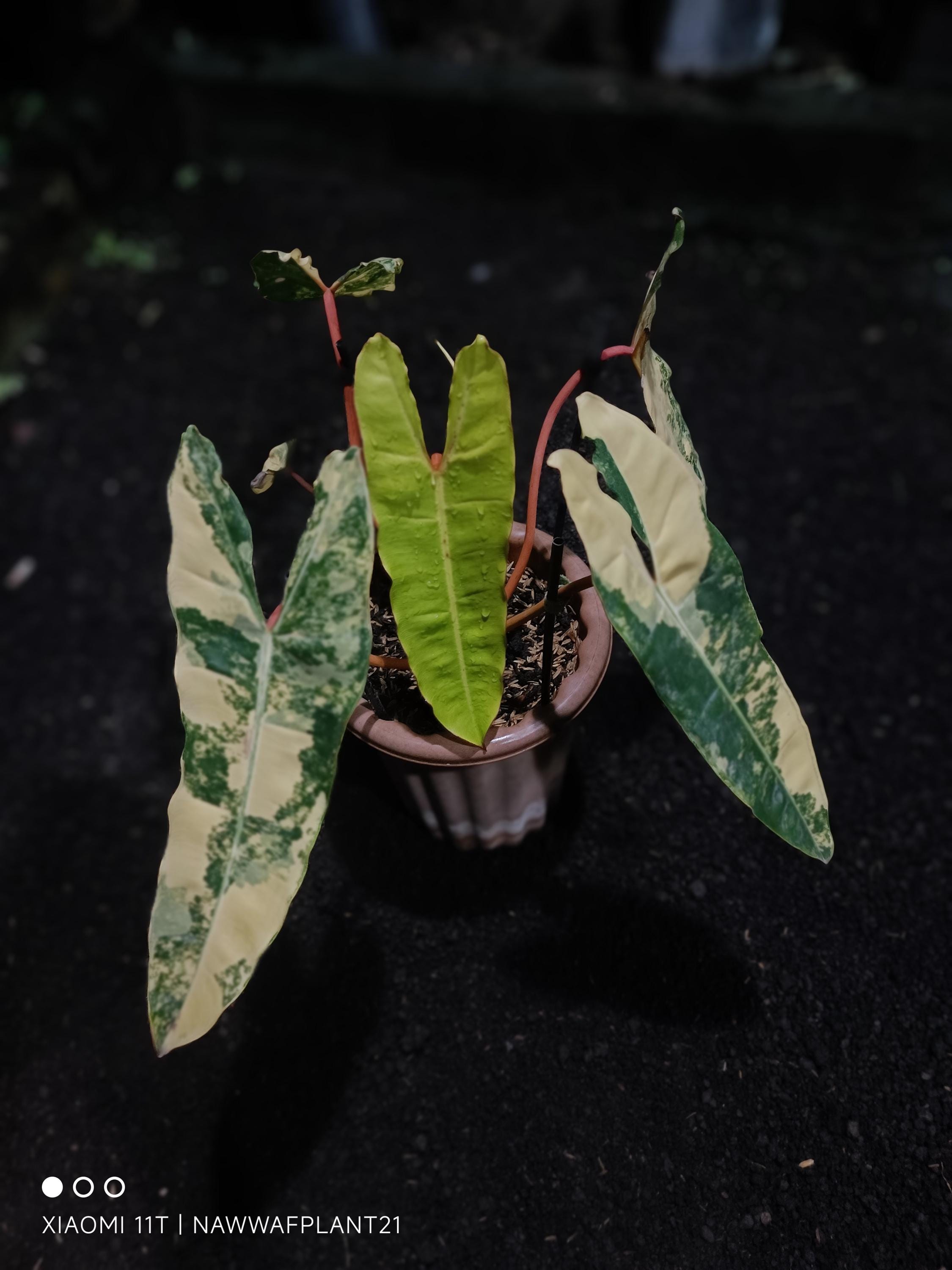 Philodendron billietiae variegated - Etsy 日本