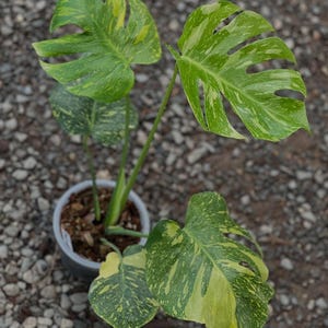 Monstera electro light - Etsy 日本