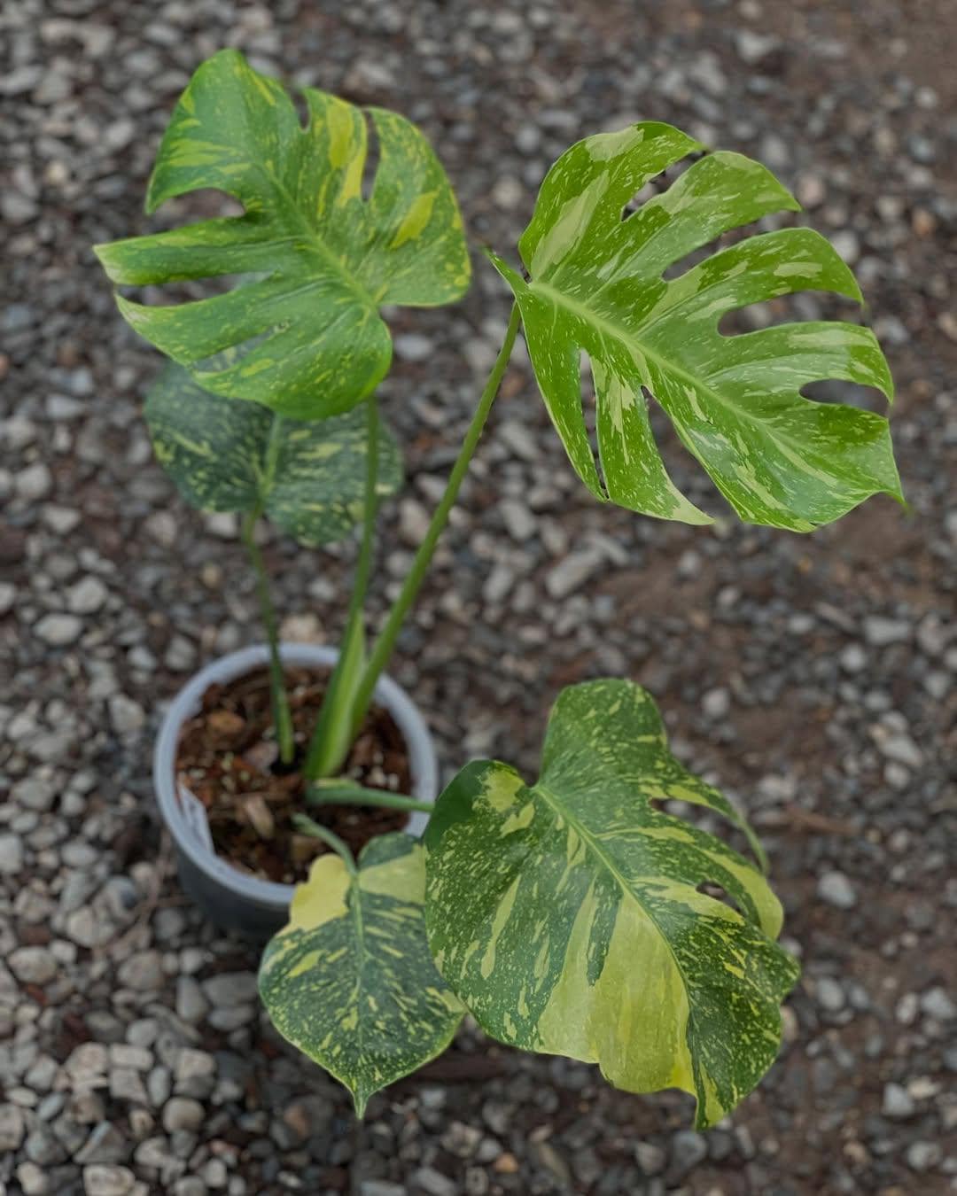 Monstera electro light - Etsy 日本