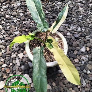 Philodendron bob cee - Etsy 日本