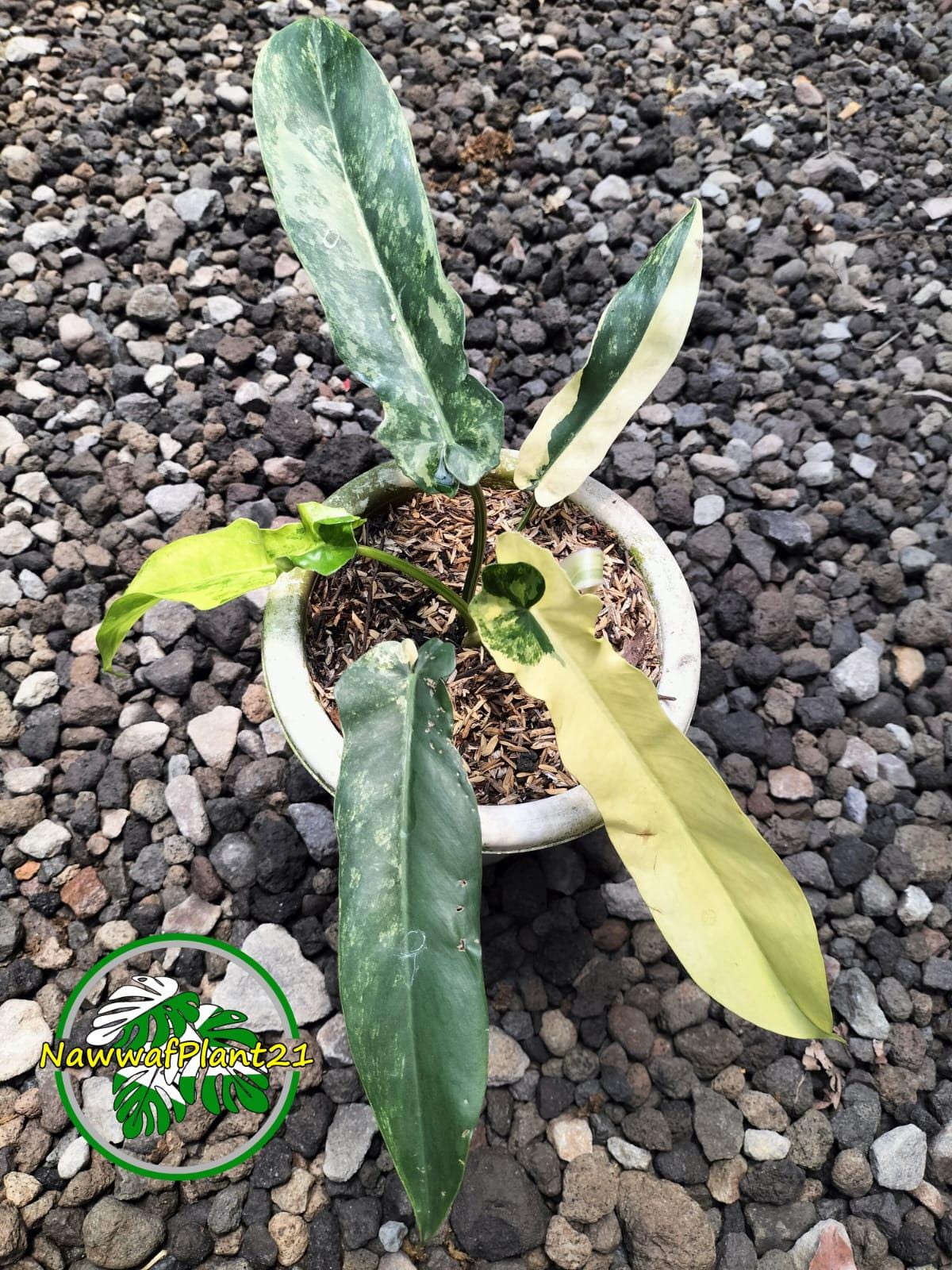 Philodendron bob cee - Etsy 日本