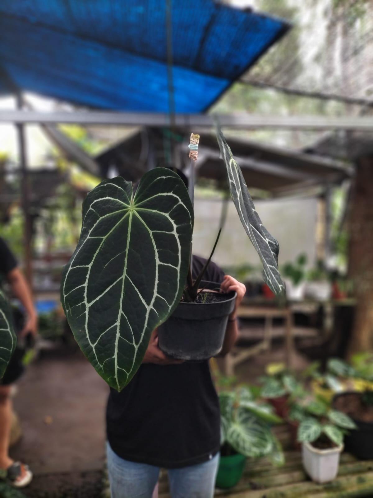 Anthurium crystallinum dark - Etsy 日本