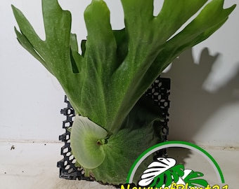 Real Pick Platycerium Wandae