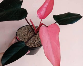 buy monstera deliciosa albo variegata Variegated Monstera Albo - Rare Variegation