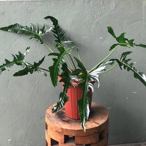 plant nepenthes Nepenthes ventrata – Carnivero main image 1