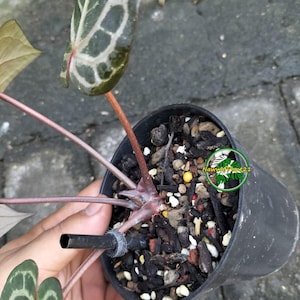 May include: A potted Alocasia plant with dark green, heart-shaped leaves featuring prominent white veins and reddish-brown stems. The plant is housed in a black plastic nursery pot filled with a chunky soil mix containing bark and perlite.