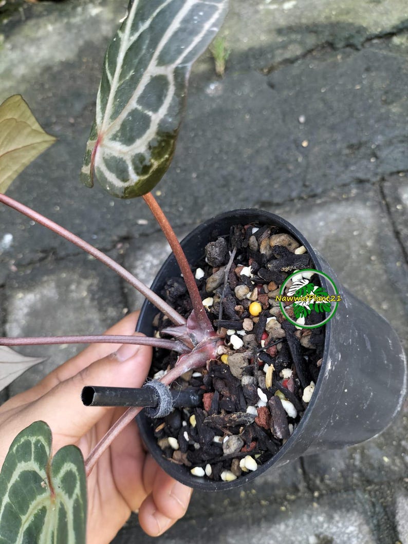 May include: A potted Alocasia plant with dark green, heart-shaped leaves featuring prominent white veins and reddish-brown stems. The plant is housed in a black plastic nursery pot filled with a chunky soil mix containing bark and perlite.