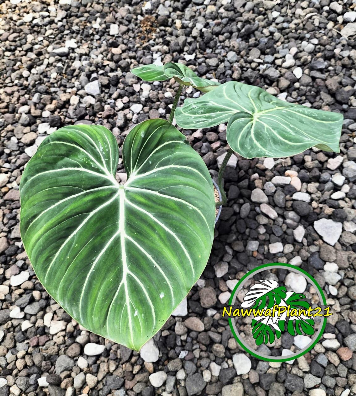 philodendron billietiae mature Billienum Philodendron - Live Starter Plants - Philodendron Billietiae x Pastazanum