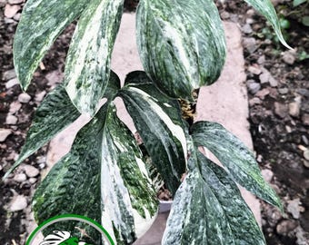 Amydrium Zippelianum Variegated 4" Pot With Trellis - Etsy