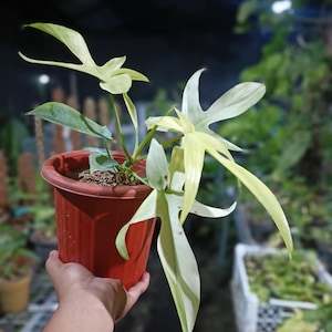 philodendron moonlight Philodendron Moonlight – oramicin