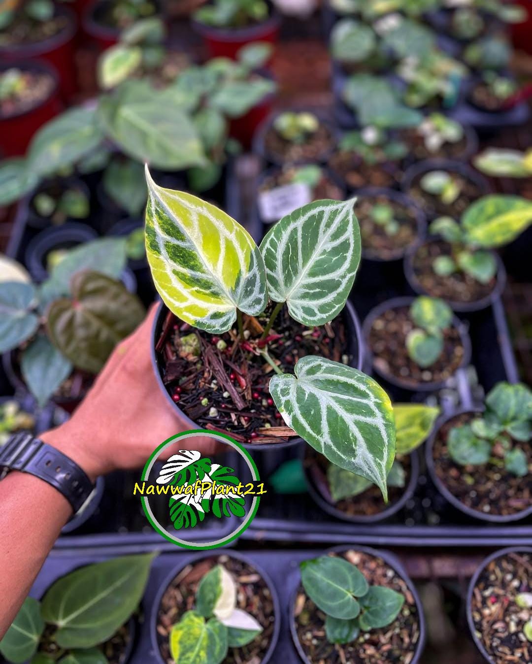 Anthurium Silver Tiger Variegated Real Picture Size Medium - Etsy