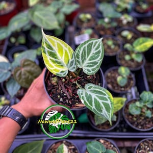 Anthurium Silver Tiger - Etsy