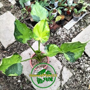 植物検疫証明書 - Etsy 日本