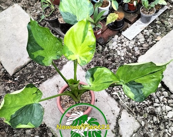 植物検疫証明書 - Etsy 日本