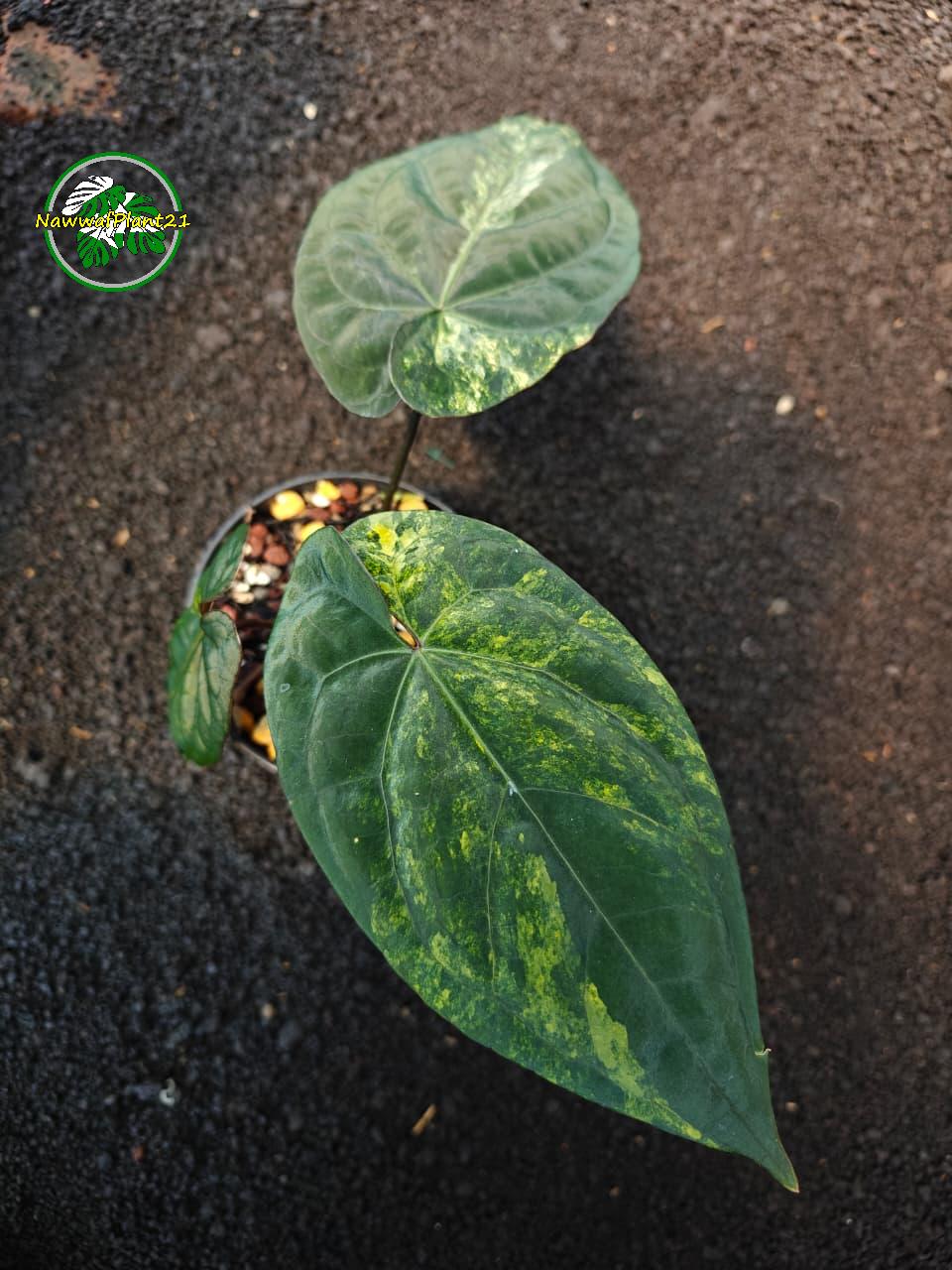 anthurium ace of spades