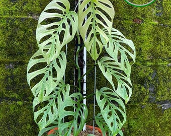 Monstera Blanchetii Variegata Dimensioni Grande Immagine Reale
