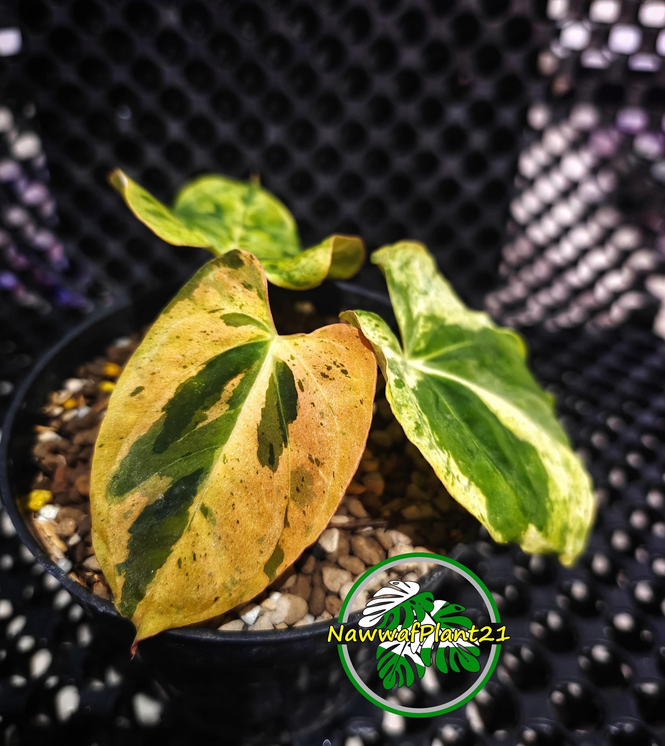 Anthurium dark phoenix - Etsy 日本