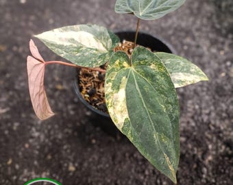 Rvdp X Sp. Nov Df Anthurium — Seedlings - Etsy