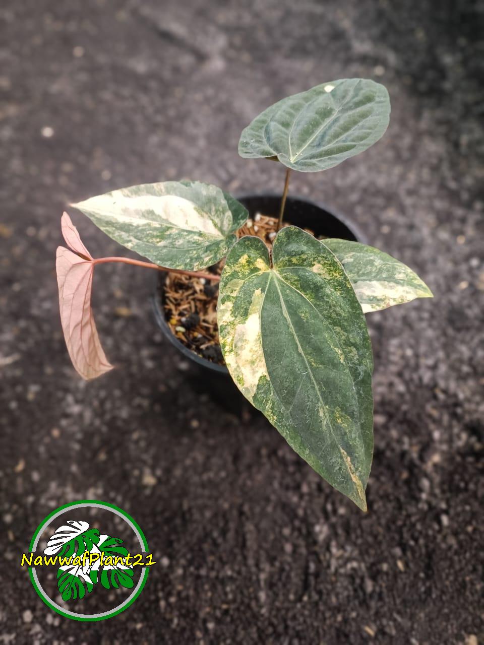Anthurium「FS × RVDP」× Ace of Spades Anthurium 'Ace of Spades