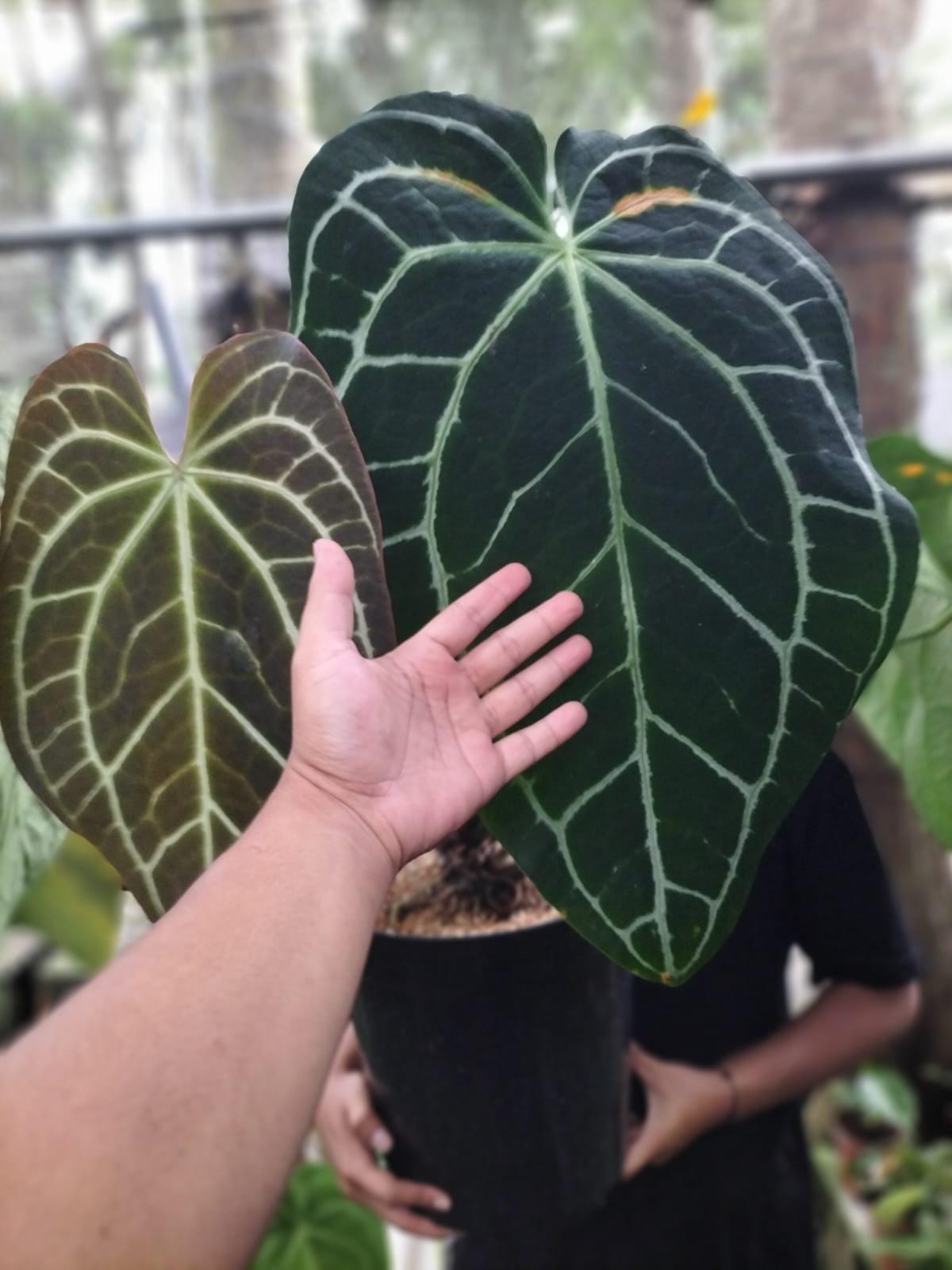 Anthurium crystallinum dark - Etsy 日本