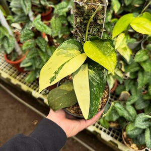 May include: A potted houseplant with large, variegated leaves in shades of green and yellow. The plant is held in a black pot, and the background shows other plants in a greenhouse setting.